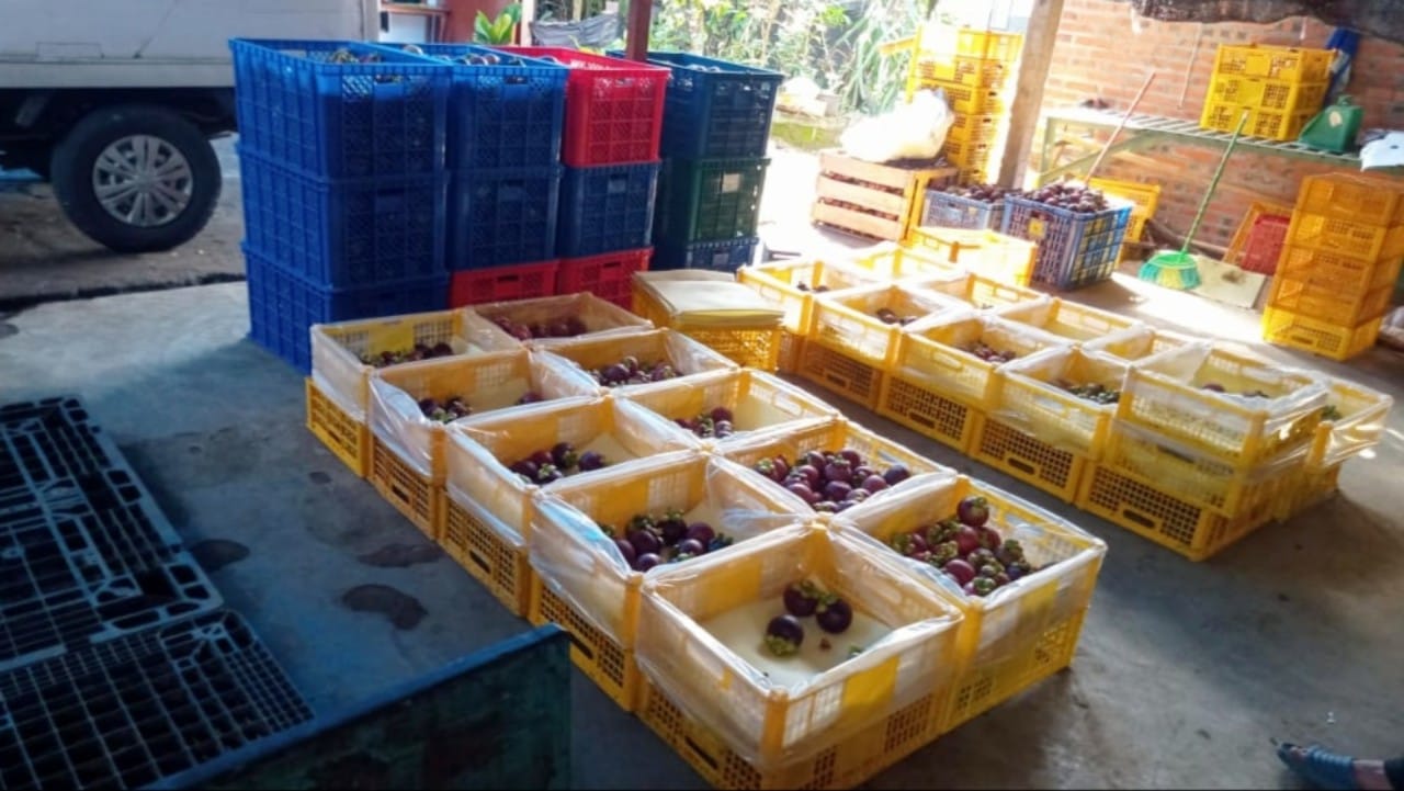 Packaging manggis Watulimo Trenggalek yang tembus pasar ekspor/Foto: Syaifudin for Kabar Trenggalek