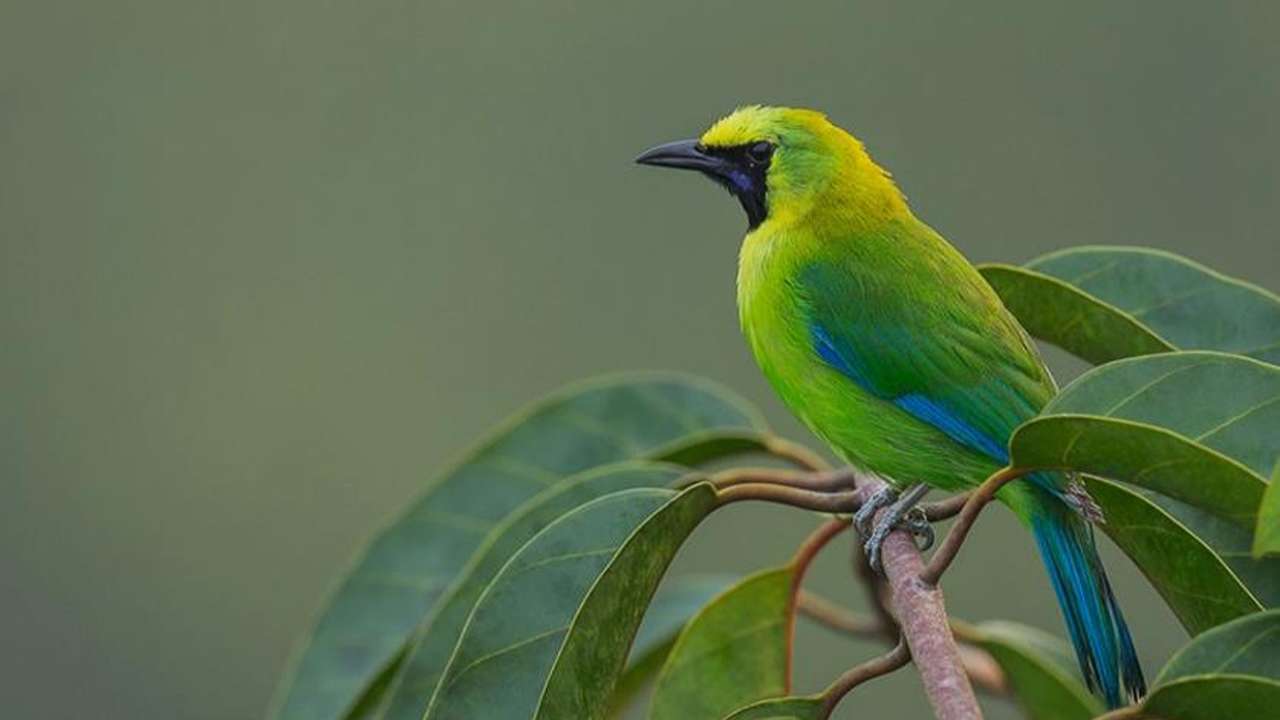 daftar 12 burung termahal di indonesia 2023 cucak ijo