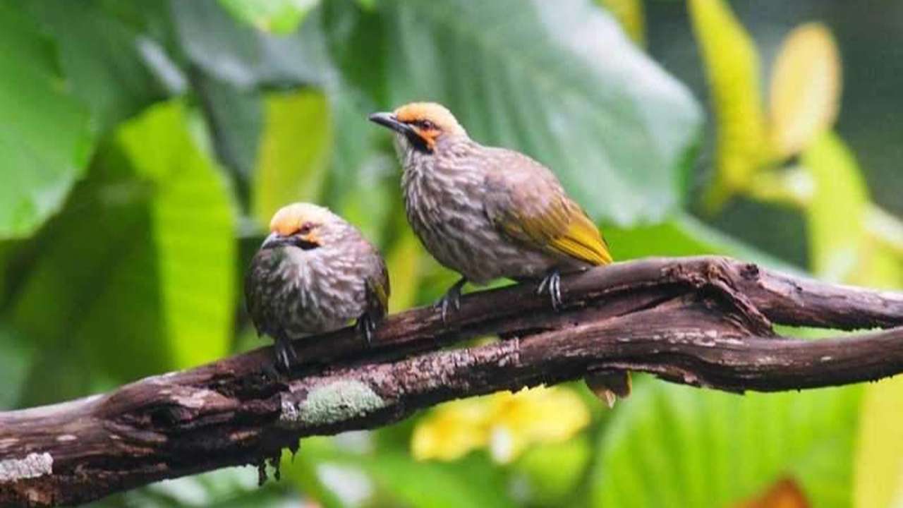 daftar 12 burung termahal di indonesia 2023 cucak rowo