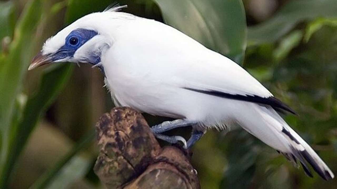 daftar 12 burung termahal di indonesia 2023 jalak bali
