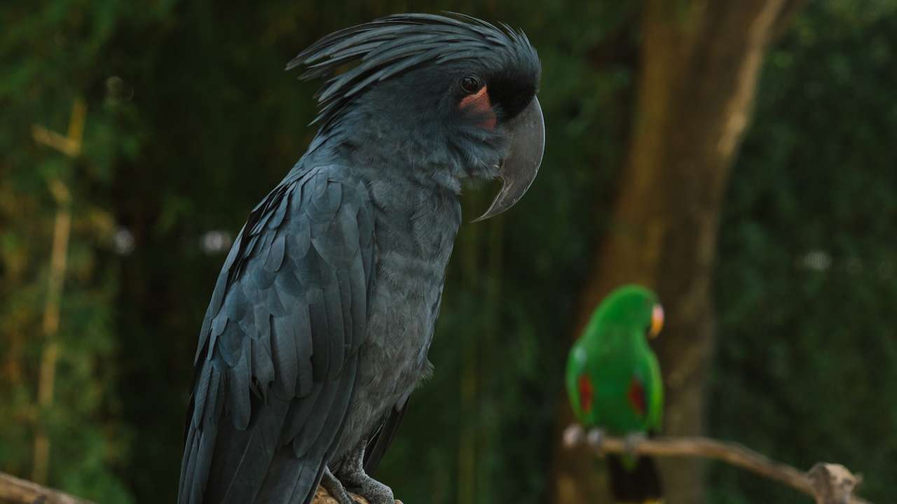 daftar 12 burung termahal di indonesia 2023 kakatua raja