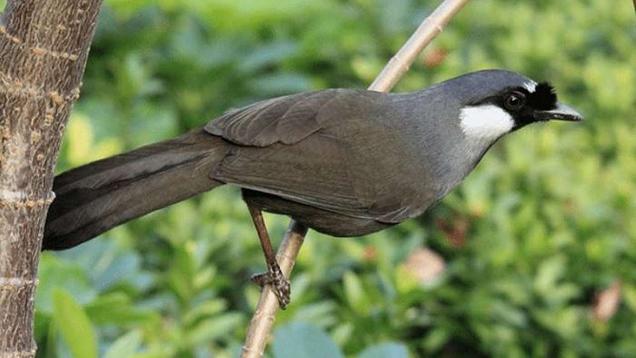 daftar 12 burung termahal di indonesia 2023 poksay mandarin