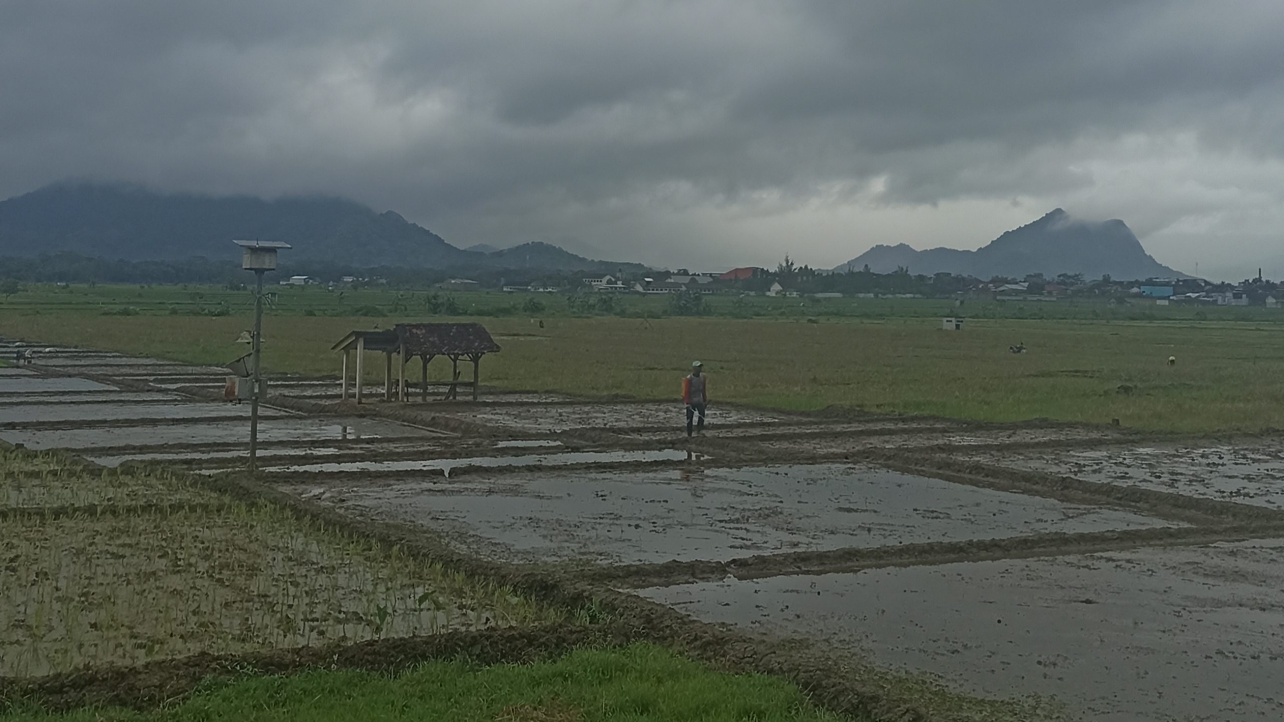 Lahan pertanian padi di Trenggalek/Foto: Wahyu AO (Kabar Trenggalek)