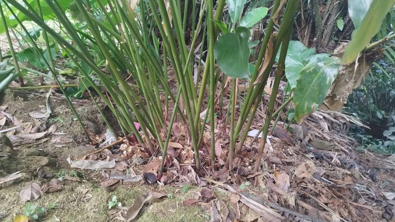 Petani Kapulaga Trenggalek di Tengah Ancaman Tambang Emas