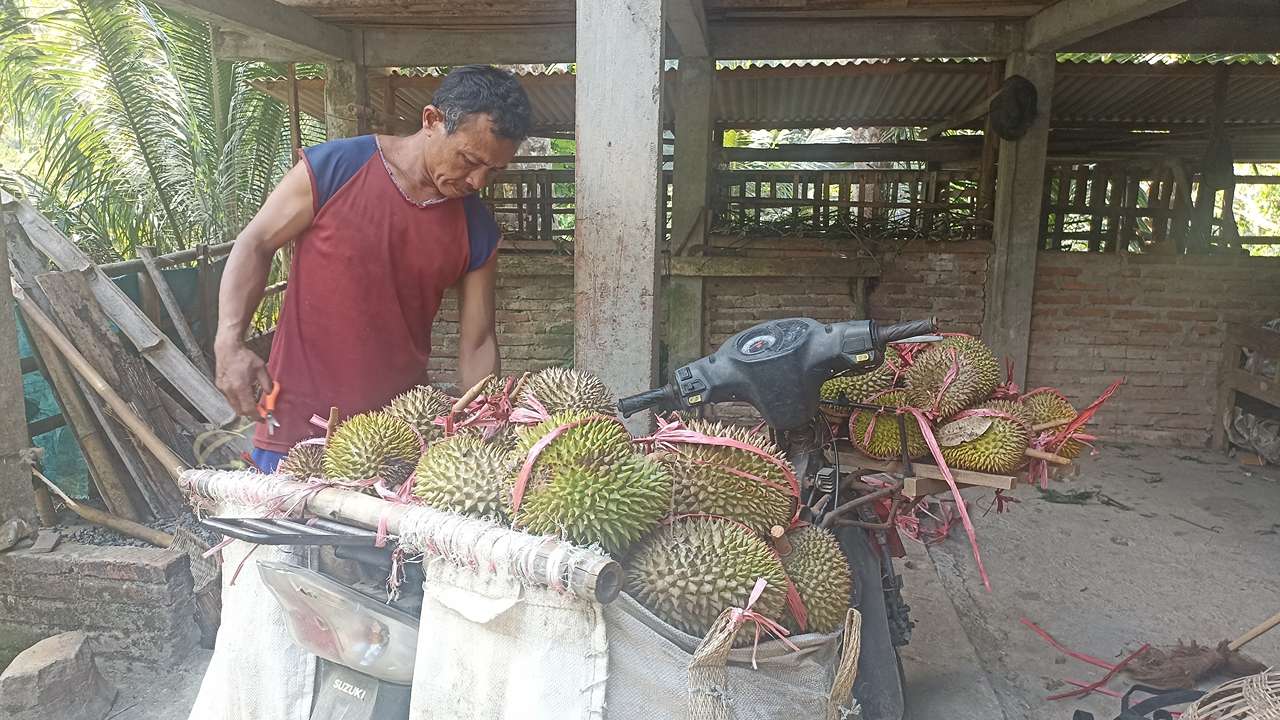 Samidi, petani durian di Desa Karangrejo, Kecamatan Kampak, Kabupaten Trenggalek/Foto: Wahyu AO (Kabar Trenggalek)