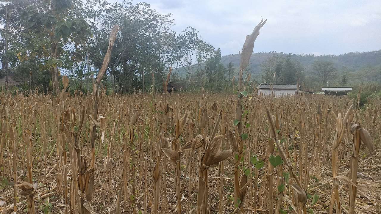 Lahan pertanian jagung di Desa Prambon yang mati akibat kekeringan/Foto: Wahyu AO (Kabar Trenggalek)