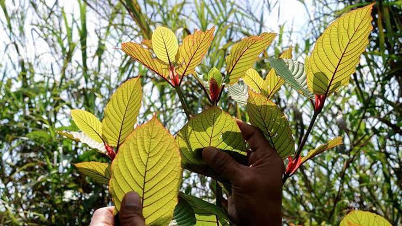 Lagi Jadi Pembahasan, Fakta Menarik Daun Kratom Manfaat dan Efek Sampingnya