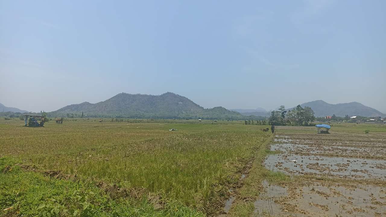 Lahan pertanian di wilayah perkotaan Trenggalek/Foto: Wahyu AO (Kabar Trenggalek)
