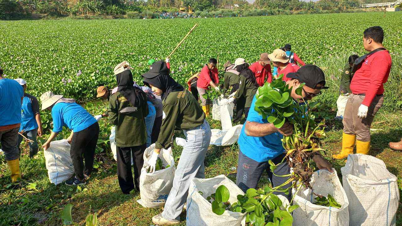 Aliran Sungai Bengawan Solo Terhambat, 500 Relawan Bersihkan Eceng Gondok