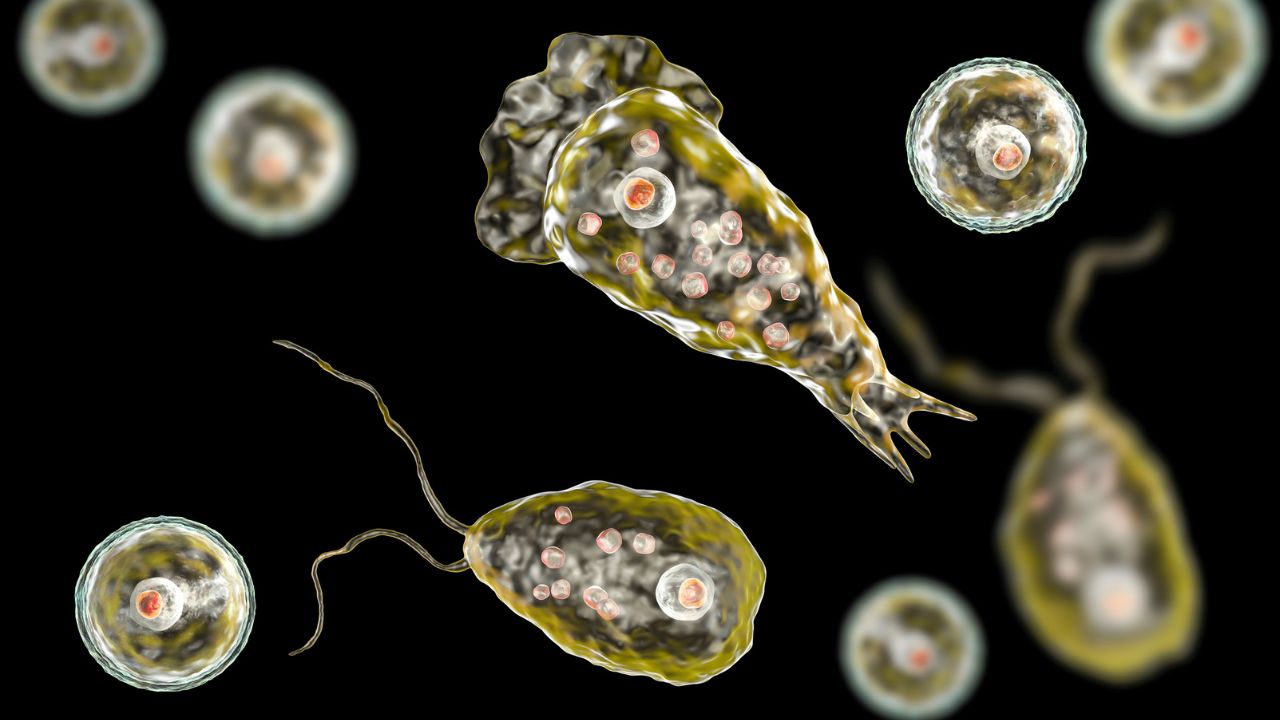 ilusstrasi-amoeba-Naegleria-Fowleri