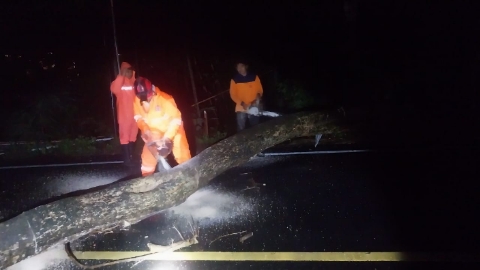 Evakuasi pohon tumbang yang menutup di jalan/Foto: Dok. BPBD Trenggalek