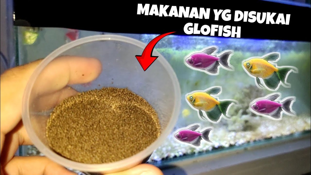 5 Makanan Alami Ikan Glofish agar Sehat dan Warnanya Tetap Cerah