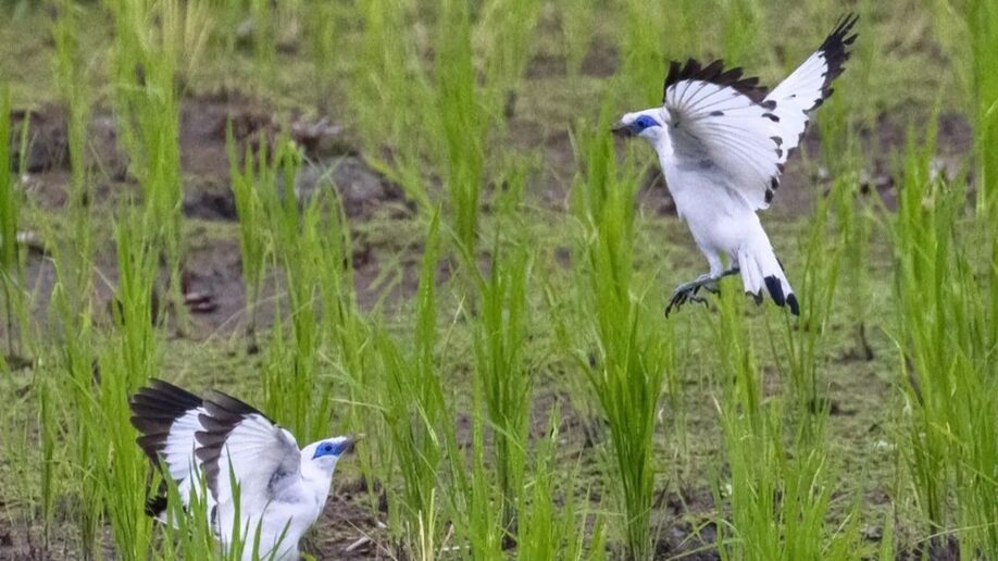 10 burung indonesia dengan kicauan merdu dan kisaran harga terbarunya 10