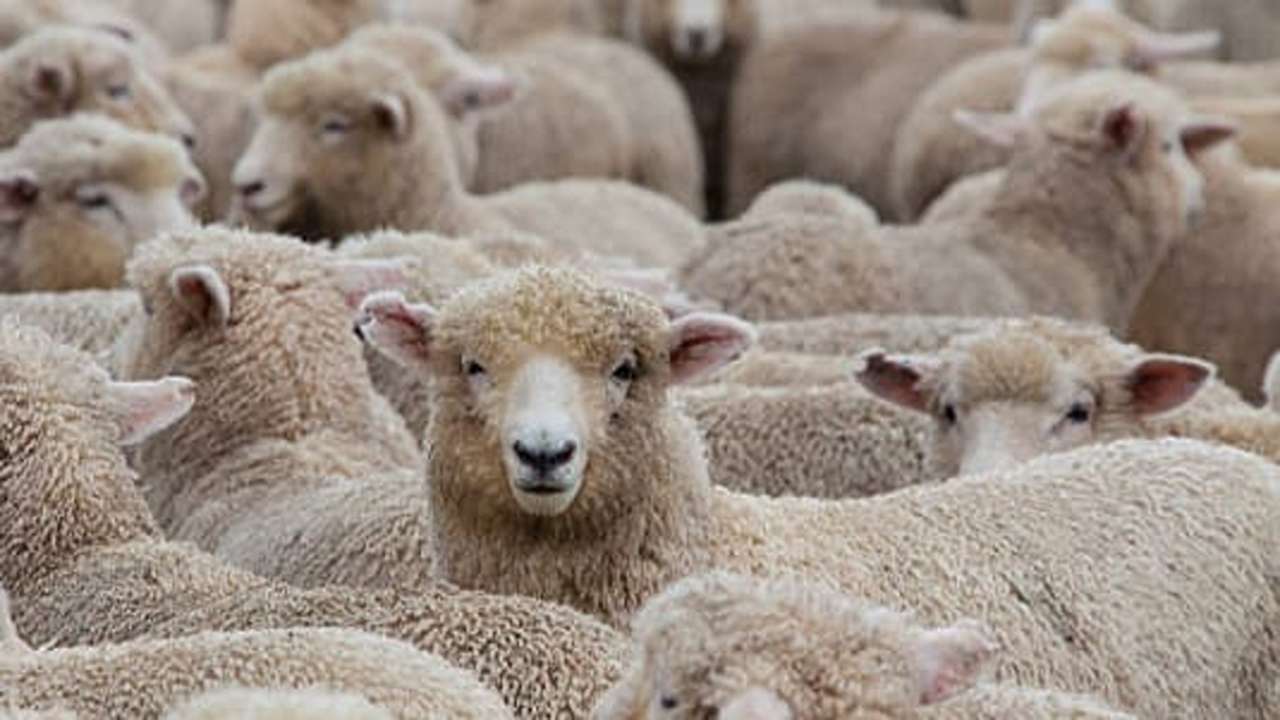 perbedaan-nutrisi-daging-kambing-biasa-dan-domba-cek-biar-tahu-sebelum-idul-adha