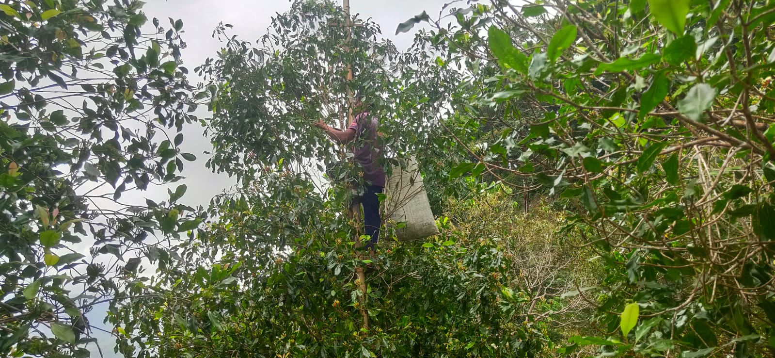 Ketika Buruh Unduh Cengkih Memanjat Ondo dan Menantang Resiko