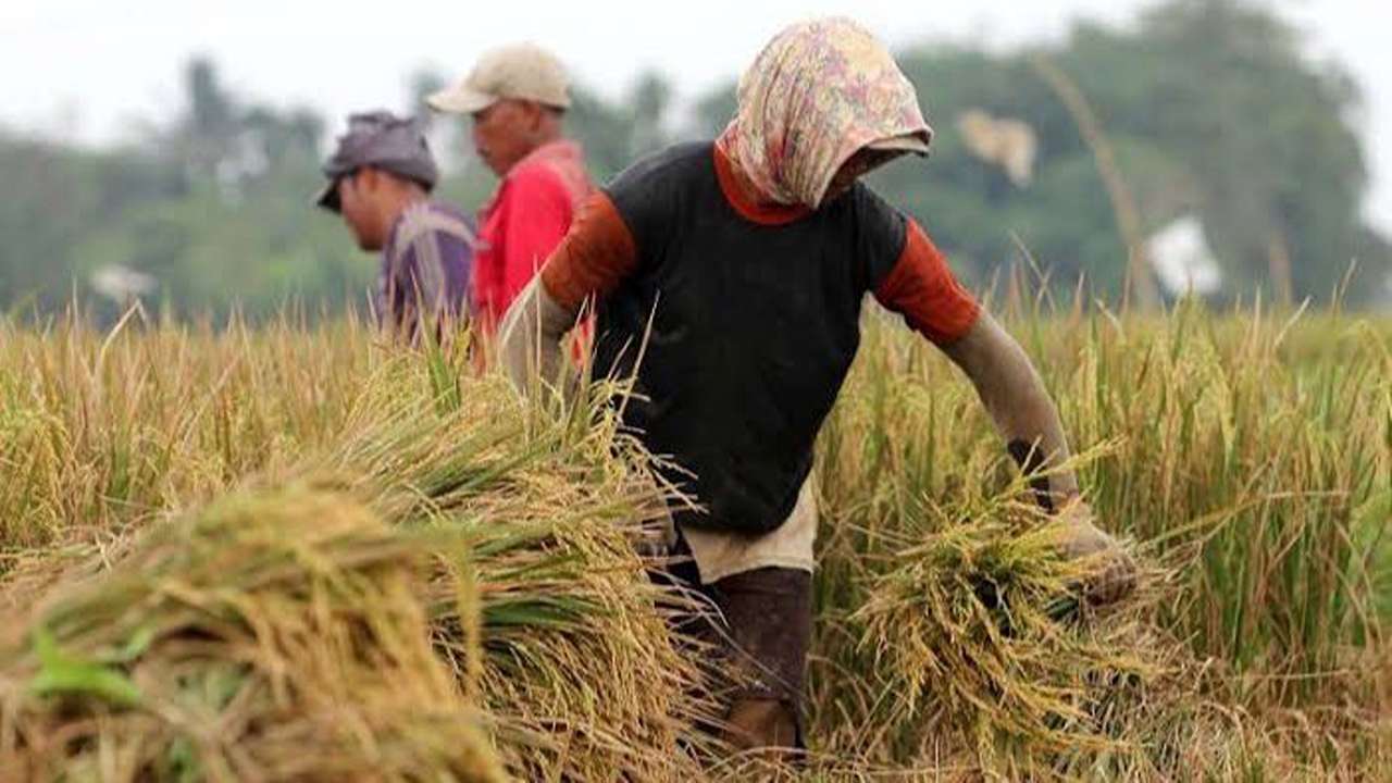 Panen Padi di Trenggalek Capai 84 Ton, Target Masih Separo