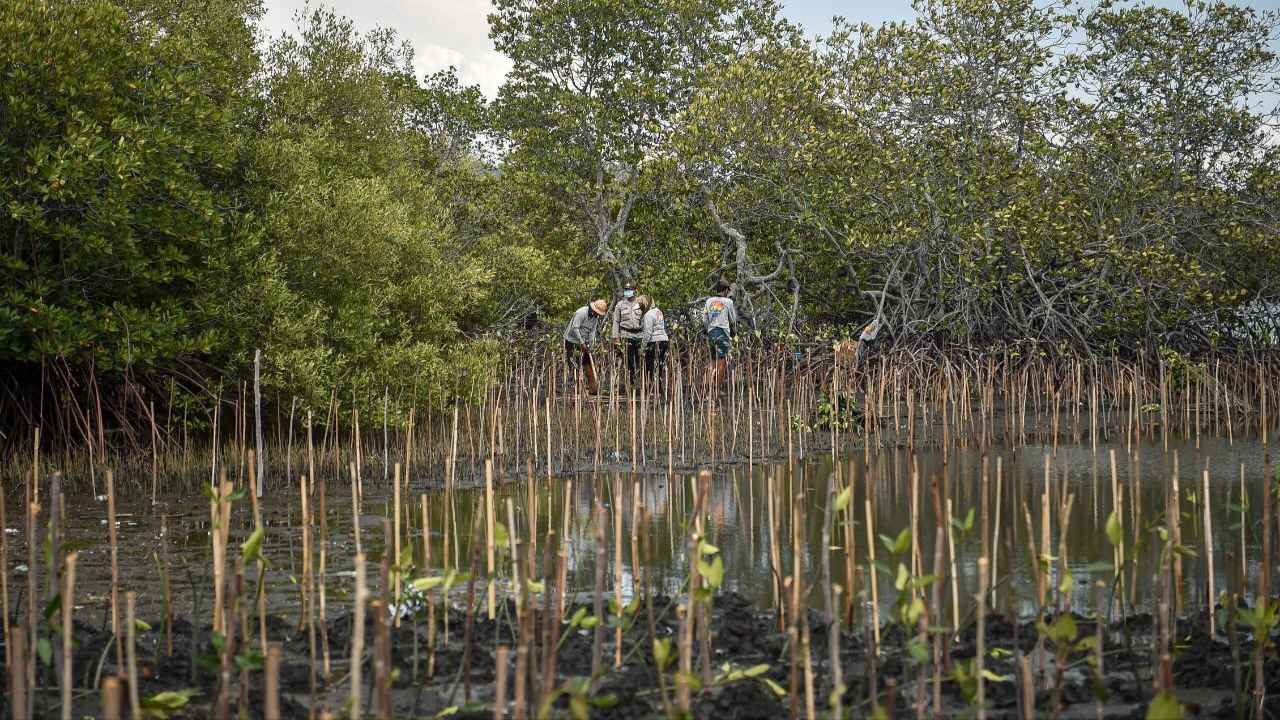 WALHI: Tata Kelola Perlindungan dan Pengelolaan Ekosistem Mangrove di Indonesia Mundur