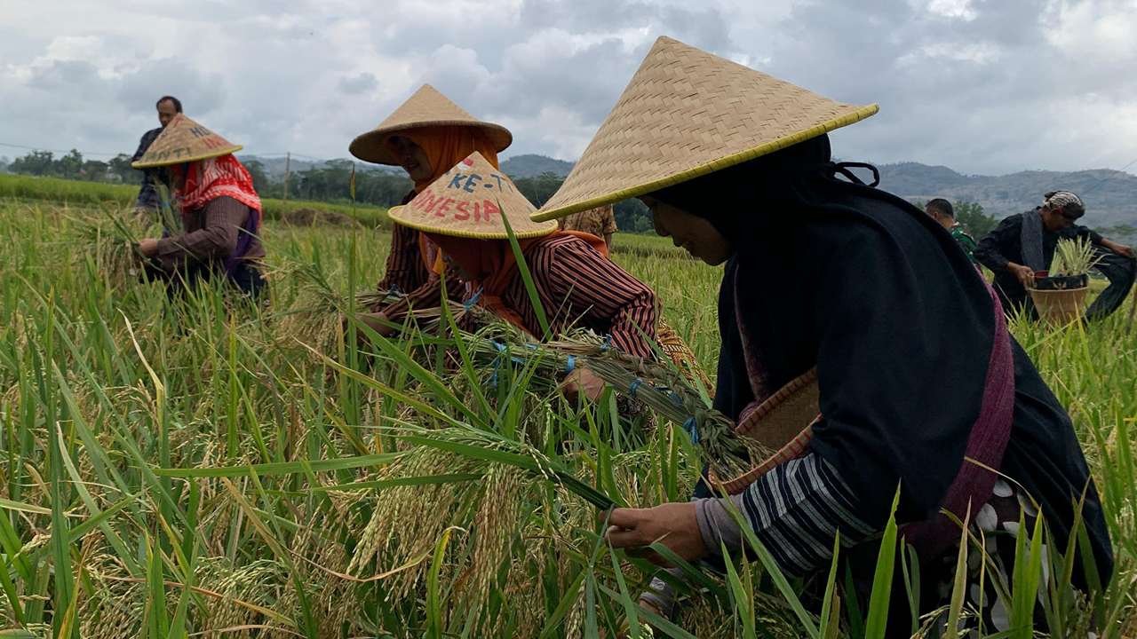 Trenggalek Panen Raya Padi Sehat, Tanpa Kimia Gunakan Pupuk Organik