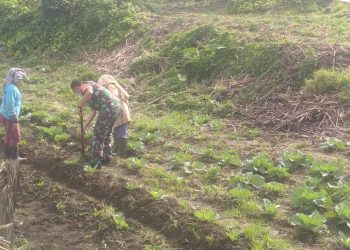 Serda Kamilul Arif, Babinsa Koramil 02/ Sidikalang saat bantu petani warga Dairi, Kamis (24/3).
