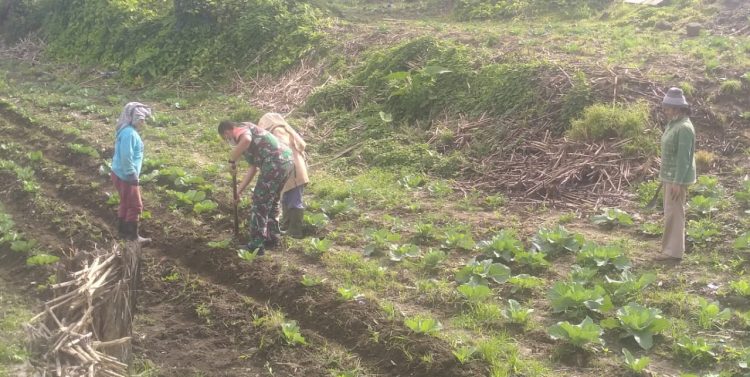 Serda Kamilul Arif, Babinsa Koramil 02/ Sidikalang saat bantu petani warga Dairi, Kamis (24/3).