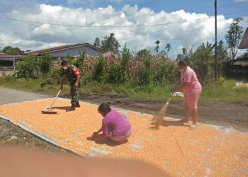 Babinsa Koramil 02/ Sidikalang, Serda Ibrahim Barus saat bantu warga binaan rontokkan dan jemur jagung, Sabtu (2/4).