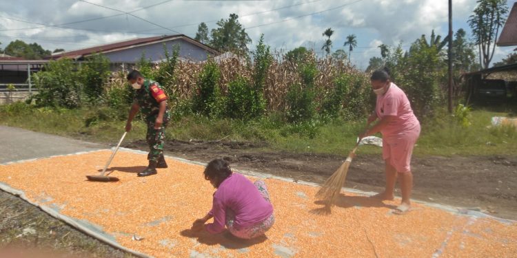 Babinsa Koramil 02/ Sidikalang, Serda Ibrahim Barus saat bantu warga binaan rontokkan dan jemur jagung, Sabtu (2/4).