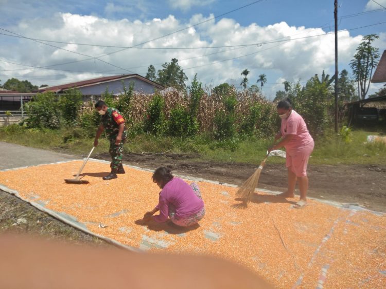 Babinsa Koramil 02/ Sidikalang, Serda Ibrahim Barus saat bantu warga binaan rontokkan dan jemur jagung, Sabtu (2/4).