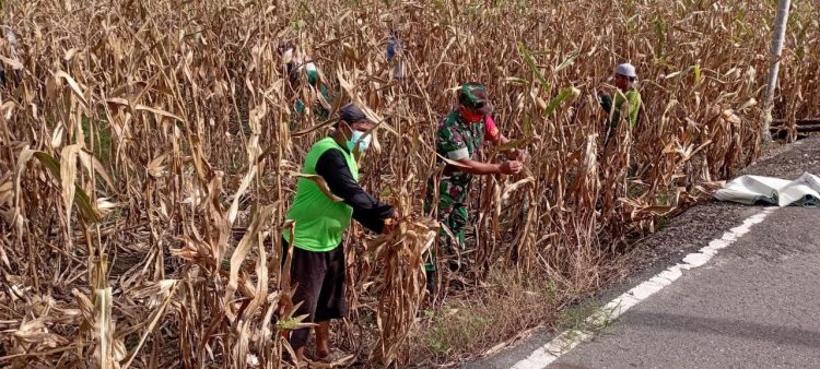 Babinsa Posramil Bukit Tusam jajaran Kodim 0108/ Agara, Serda Muzaki saat bantu warga binaan panen jagung, Minggu (8/5).