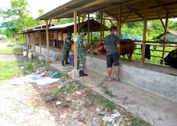 Bintara Pembina Desa (Babinsa) Posramil Lawe Sumur jajaran Kodim 0108/ Agara, Serda Tri Hardianto bersama rekan saat melaksanakan komsos dengan anjangsana mengunjungi peternakan sapi warga, Selasa (10/5).