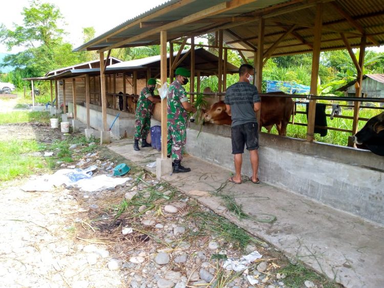 Bintara Pembina Desa (Babinsa) Posramil Lawe Sumur jajaran Kodim 0108/ Agara, Serda Tri Hardianto bersama rekan saat melaksanakan komsos dengan anjangsana mengunjungi peternakan sapi warga, Selasa (10/5).