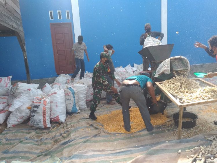 Serda Muazzin Babinsa Koramil 02/ Bambel jajaran Kodim 0108/ Agara saat bantu petani giling jagung, Kamis (12/5).