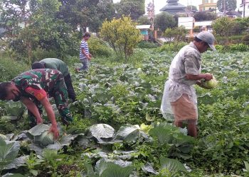 Babinsa Koramil 02/ Sidikalang jajaran Kodim 0206/ Dairi, Serda R Sinaga saat melaksanakan komunikasi sosial (komsos) dengan para petani di Desa Parbuluan lV, Jumat (13/5).