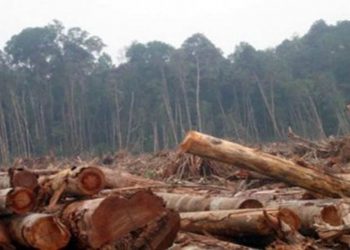 Perambahan hutan berdalih APL di tiga Kecamatan Taput, Kamis (19/5).
