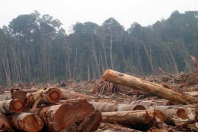 Perambahan hutan berdalih APL di tiga Kecamatan Taput, Kamis (19/5).