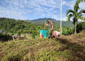 Babinsa Posramil Ketambe jajaran Kodim 0108/ Agara saat bantu warga binaan bertanam jagung, Sabtu (21/5).
