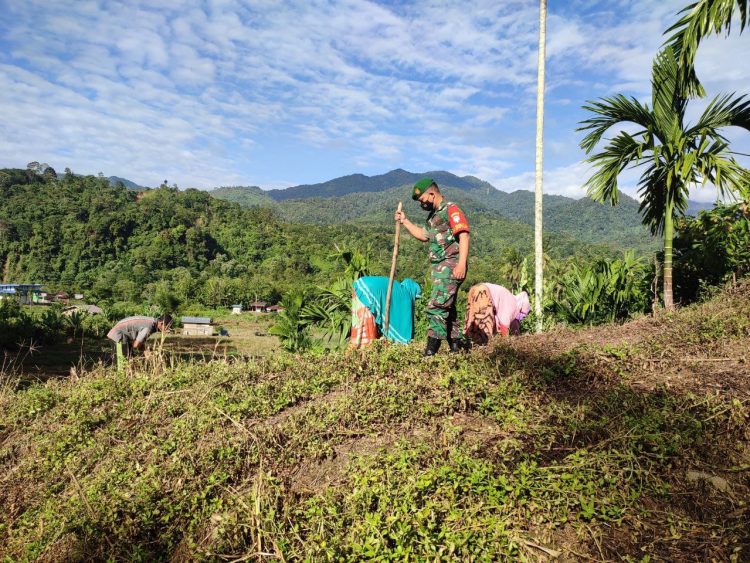 Babinsa Posramil Ketambe jajaran Kodim 0108/ Agara saat bantu warga binaan bertanam jagung, Sabtu (21/5).