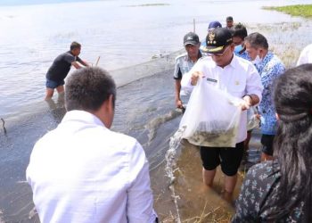 Bupati Toba, Ir. Poltak Sitorus saat tabur benih ikan, Jumat (20/5).