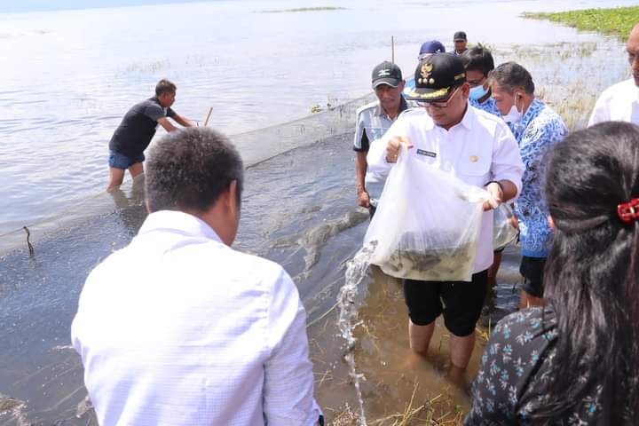 Bupati Toba, Ir. Poltak Sitorus saat tabur benih ikan, Jumat (20/5).