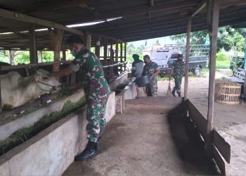 Babinsa Koramil 04/ Babussalam saat bantu warga binaan peternak sapi, Kamis (26/5).