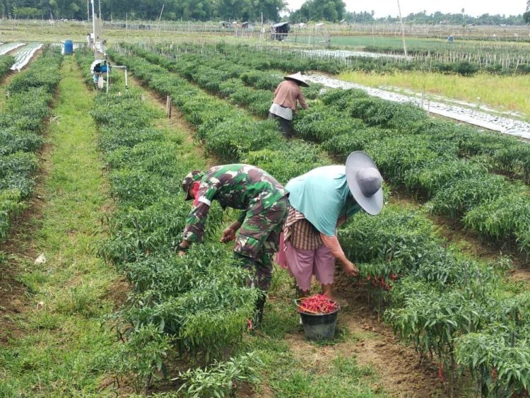 Babinsa Babulrahmah, Serda Joko Wibawa saat bantu warga binaan panen cabe, Sabtu (28/5).