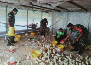 Babinsa Koramil 01/ Lawe Sigala, Sertu Rijal Deski beserta dua rekanya saat komsos kepeternakan ayam milik warga binaan, Minggu (29/5).