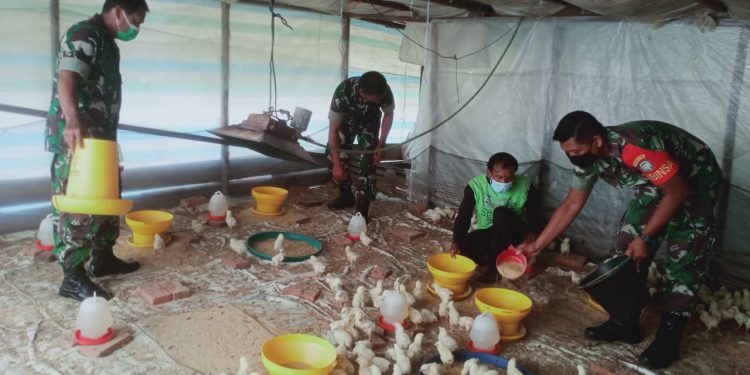 Babinsa Koramil 01/ Lawe Sigala, Sertu Rijal Deski beserta dua rekanya saat komsos kepeternakan ayam milik warga binaan, Minggu (29/5).