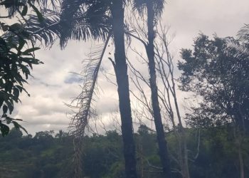Kondisi dua batang pohon aren yang dibakar Sekdes Sianipar Sihailhail, Minggu (29/5).