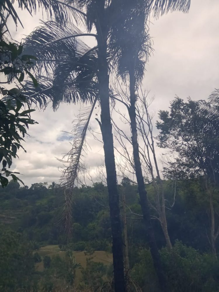 Kondisi dua batang pohon aren yang dibakar Sekdes Sianipar Sihailhail, Minggu (29/5).