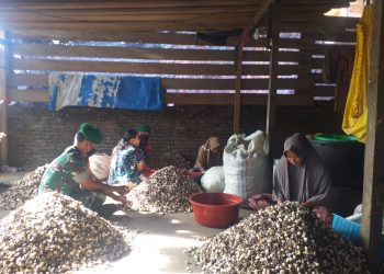 Babinsa Posramil Ketambe jajaran Kodim 0108/ Aceh Tenggara, Sertu Rismanto beserta rekan Babinsa saat anjangansana kepengepul kemiri milik warga binaan, Selasa (31/5).