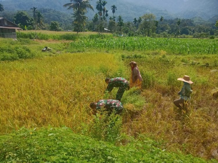 Babinsa Posramil Darul Hasanah jajaran Kodim 0108/ Aceh Tenggara, Sertu Edi Susanto bersama rekan saat bantu warga panen padi, Rabu (1/6).