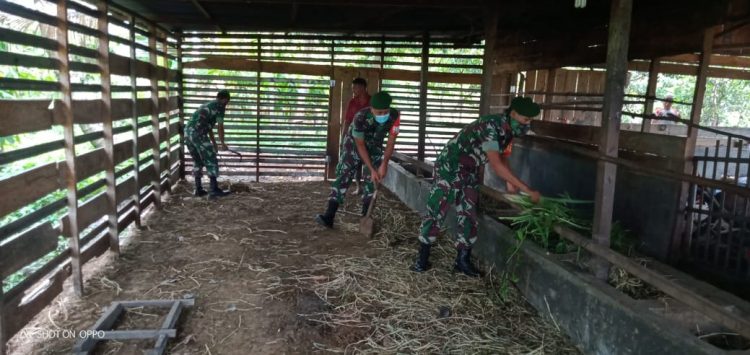 Babinsa Posramil Lawe Sumur Serda Turwadi, Serda Rangga dan Serda Abdul Khamid saat mengunjungi kandang kambing milik Muralimin, Kamis (2/6).
