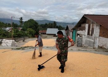 Kopda Hamonangan Silaban m, Babinsa Posramil Babul Makmur jajaran Kodim 0108/ Agara saat bantu warga jemur jagung, Rabu (8/6).