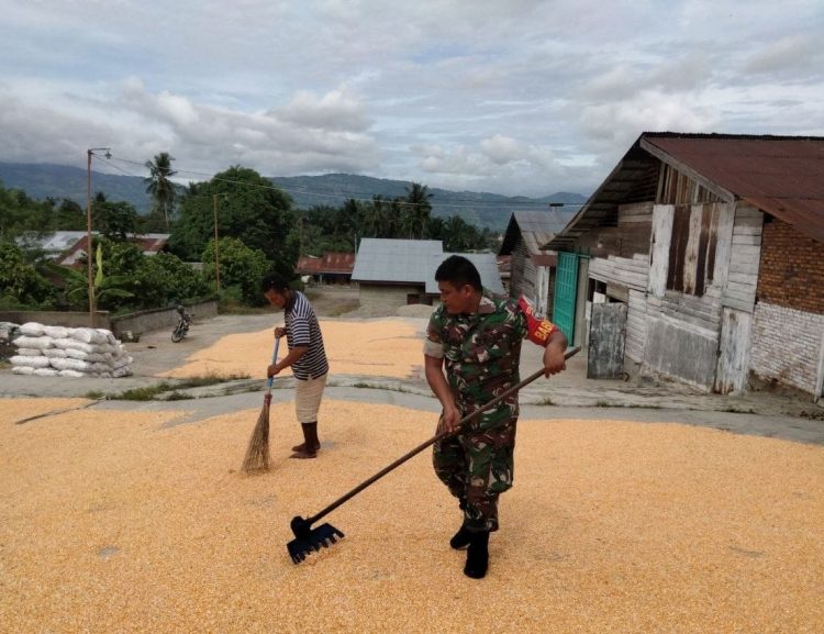 Kopda Hamonangan Silaban m, Babinsa Posramil Babul Makmur jajaran Kodim 0108/ Agara saat bantu warga jemur jagung, Rabu (8/6).