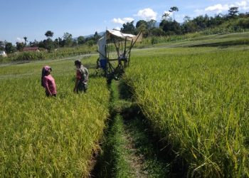 Kopda WF Sitorus saat bantu warga binaan penyemprotan hama, Senin (13/6).